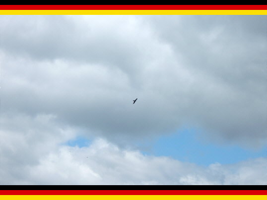 Bild: Da ist der Vogel.