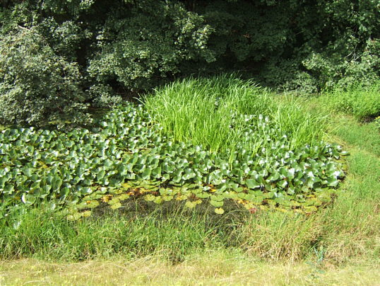 Bild: Das ist der Eisweiher.