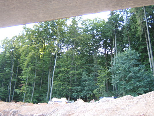 Bild: Brückenbäume