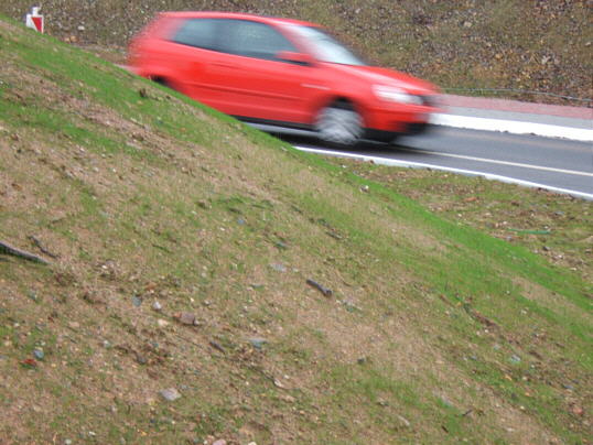 Bild: Sehr junges Grün