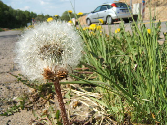 Bild: Pustekuchen, ?h, Blume - mit Auto, das auf die Nebentrasse f?hrt.
