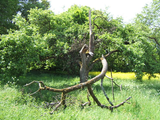 Bild: Zur Abwechslung mal kein Bau, sondern Baum