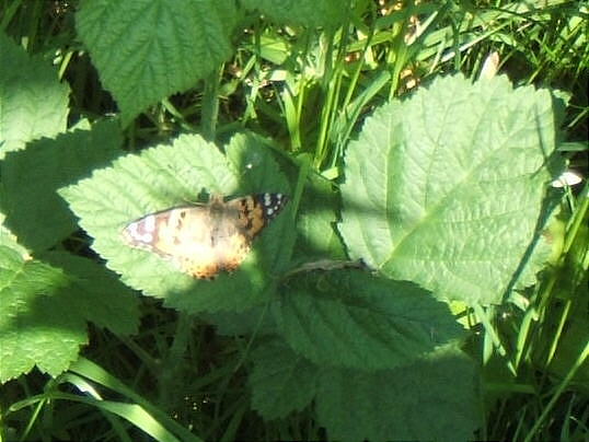 Bild: Dieser Schmetterling hat mich ein Stück zum Bahnübergang begleitet. Danke sehr!
