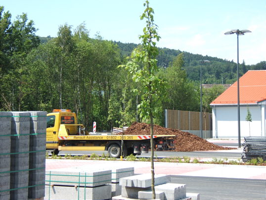 Bild: Ein kleines Bäumchen