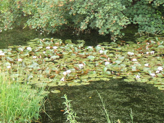 Bild: Das ist jetzt nochmal der Eisweiher...