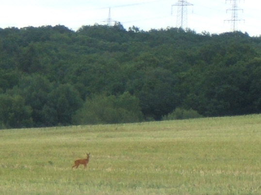 Bild: Ein Rehlein hinter dem Friedhof