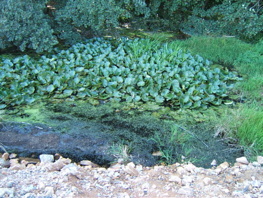 Bild: Der Eisweiher ist da, aber scheint irgendwie bedroht.