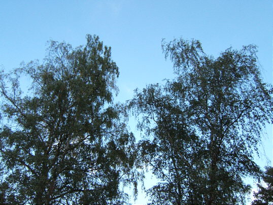 Bild: Birken am Friedhofsrand