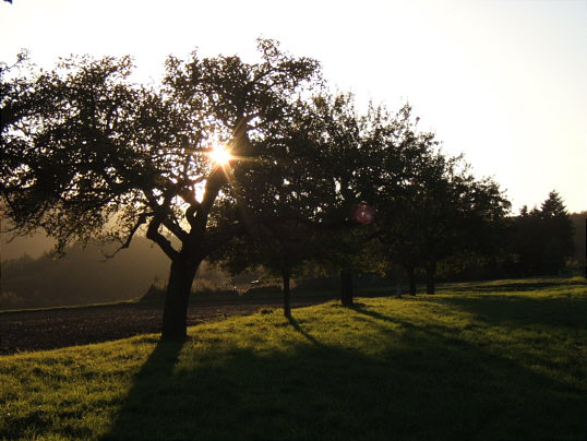 Bild: Apfelbäume mit Sonne