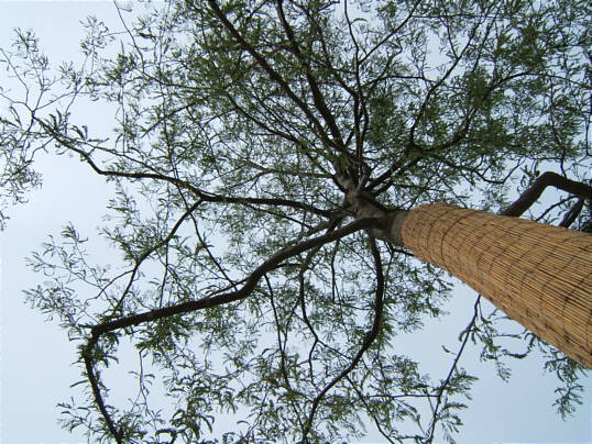 Bild: Der hübsche Baum auf der Insel
