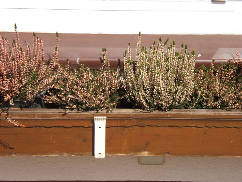 Bild: Der Kasten der Wahl