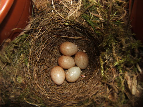 Bild: 5 Eierchen (mit Blitz)