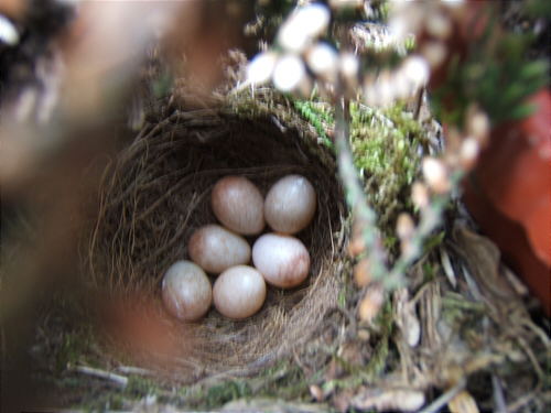 Bild: Nun sind's alle sechs!