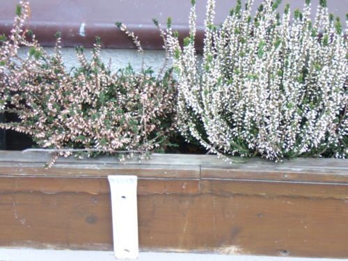 Bild: In dieser L?cke wohnen wir.