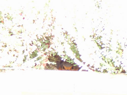 Bild: Mit offener Blende kann man die Mama sehen!