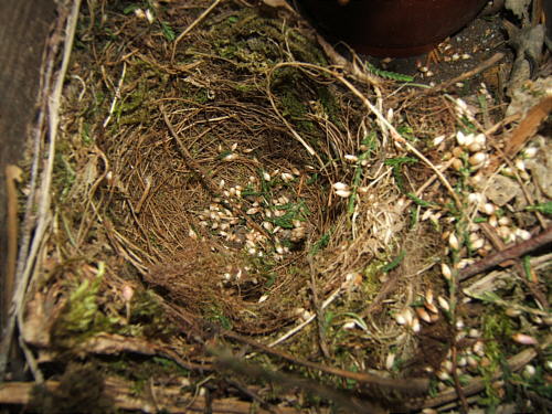 Bild: Nun wird es traurig: Das wieder leere Nest