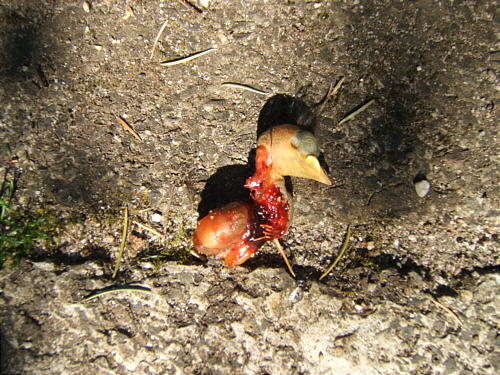 Bild: Der grausige Fund