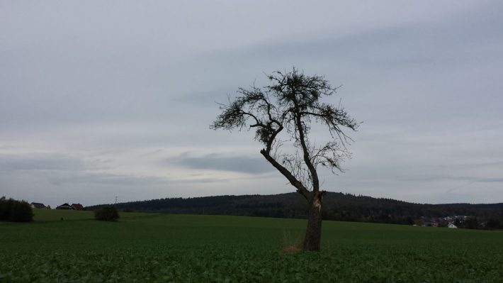 Baum Schäfersberg original