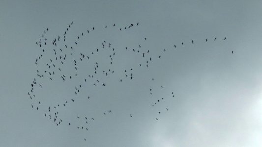 Zugvögel über Niedernhausen