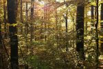 Herbststimmung im Wald