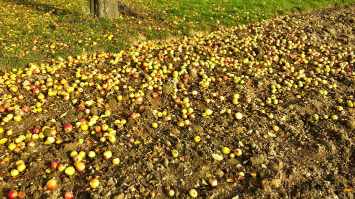 Viele Äpfel (gelb) am Boden