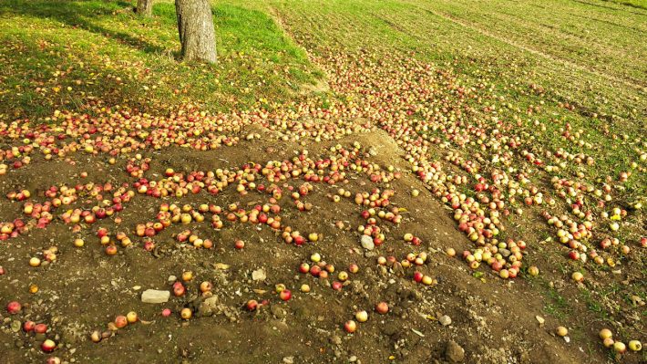 Viele Äpfel (rot-gelb) am Boden