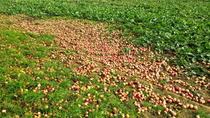 Zu viele Äpfel am Boden