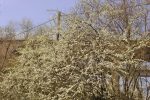 Weiße Blüten am Baum
