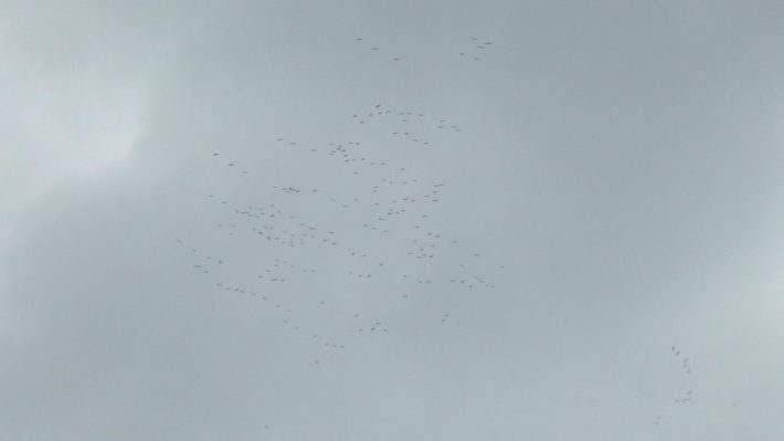 zugvoegel-und-autal-2014-10_03