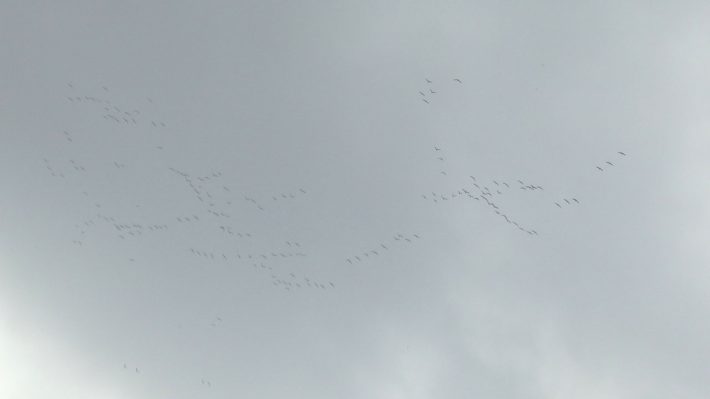 zugvoegel-und-autal-2014-10_04