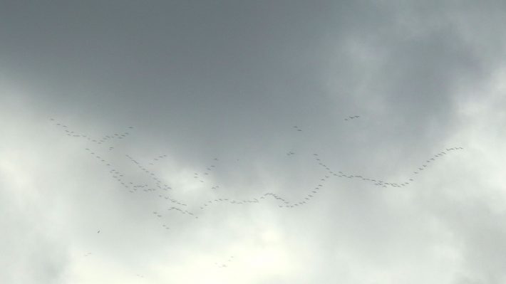 zugvoegel-und-autal-2014-10_05