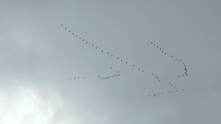 zugvoegel-und-autal-2014-10_06