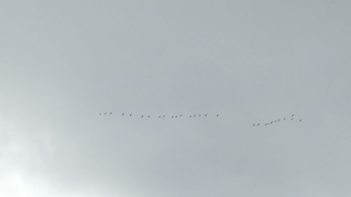 zugvoegel-und-autal-2014-10_07