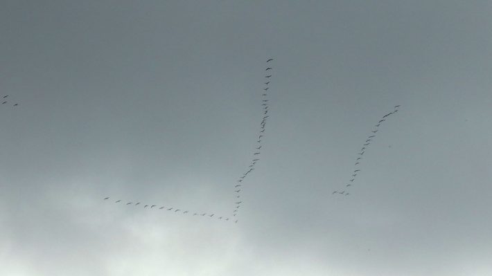 zugvoegel-und-autal-2014-10_09