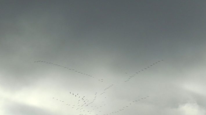 zugvoegel-und-autal-2014-10_10