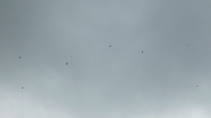 zugvoegel-und-autal-2014-10_11