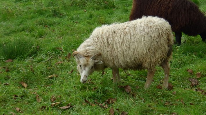 zugvoegel-und-autal-2014-10_15