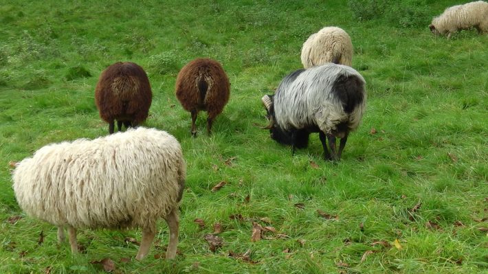 zugvoegel-und-autal-2014-10_16