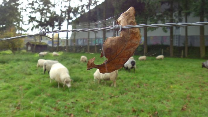 zugvoegel-und-autal-2014-10_17